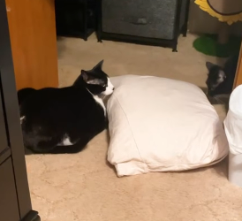 H1404003 Another bill paid… or another life saved? (Part 2)