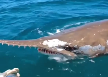 D0504001 Unbelievable Ocean Rescue Giant Sawfish Covered (Part 2)