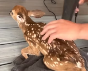 E1204008 Luxury fades… love stays (Part 2)