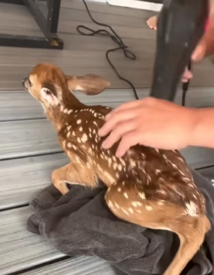 E1204008 Luxury fades… love stays (Part 2)