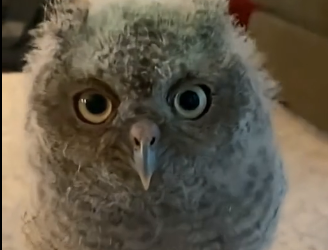 E1204010 Pleasure or purpose? (Part 2)