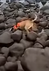 Z1404003 The question is simple: help or scroll? (Part 2)