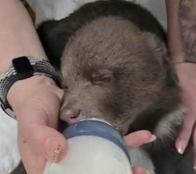 D0604001 The little bear has been released back into the wild, and I miss it so much (Part 2)