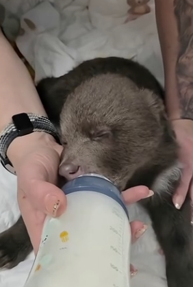 D0604001 The little bear has been released back into the wild, and I miss it so much (Part 2)