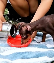 J1404001 Bill Gates solves world problems, but you can solve this dog’s whole world.  (Part 2)