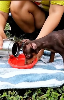 J1404001 Bill Gates solves world problems, but you can solve this dog’s whole world.  (Part 2)