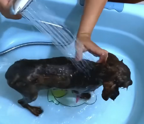 J1404002 Happiness from a new iPhone lasts a year… saving this puppy lasts a lifetime.  (Part 2)