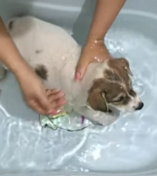 J1404003 Elon Musk can buy Twitter, but he can’t buy the loyalty of this rescued soul (Part 2)