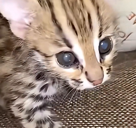 E1504005 Care or comfort? (Part 2)