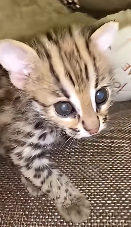 E1504005 Care or comfort? (Part 2)