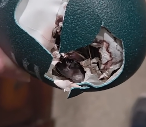 D0604003 Does anyone know what species this dinosaur egg belongs to (Part 2)