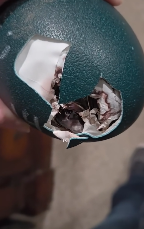 D0604003 Does anyone know what species this dinosaur egg belongs to (Part 2)