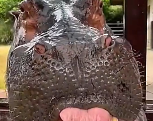 D0604001 Cute hippo (Part 2)