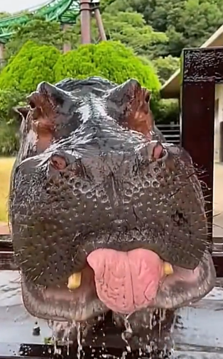 D0604001 Cute hippo (Part 2)