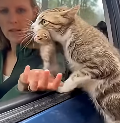 Z1604002 Z1604002 Want or need? (Part 2)