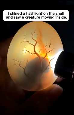 S1604006 Be the reason… or be the witness? (Part 2)