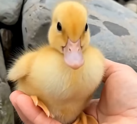 S1604001 Help now… or regret later? (Part 2)