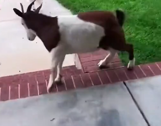 D0704001 Fainting goats (Part 2)