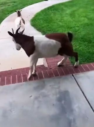 D0704001 Fainting goats (Part 2)