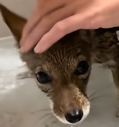 E1604008 They’re suffering… will you act? (Part 2)