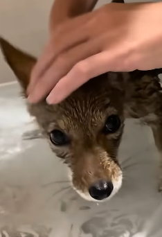 E1604008 They’re suffering… will you act? (Part 2)