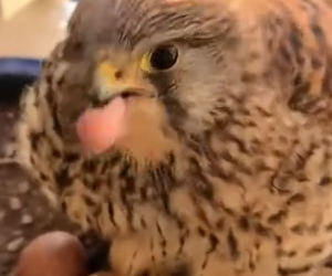 D0104004 A man to help a mother kestrel and her babies (Part 2)