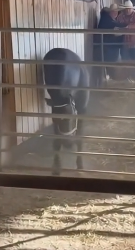 Q1604004 Rescue… or silence? (Part 2)