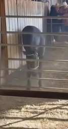 Q1604004 Rescue… or silence? (Part 2)