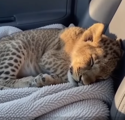 Q1604005 Love wins… or neglect wins? (Part 2)