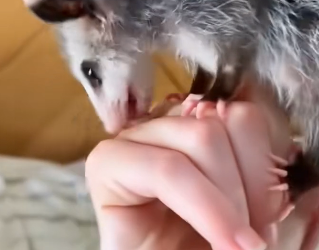 D0104005 After saving the possum from the dog much, this man raised it in his house and the ending (Part 2)