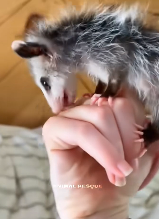 D0104005 After saving the possum from the dog much, this man raised it in his house and the ending (Part 2)