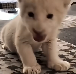 D1804009 Be their chance… or miss it? (Part 2)