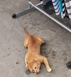 D0504003 The cat fell from the building to the ground. I’m really worried about that cat.