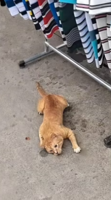 D0504003 The cat fell from the building to the ground. I’m really worried about that cat.