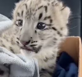 V1804005 Be brave once… or regret forever? (Part 2)