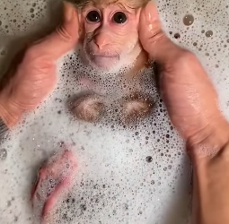 D0304003 Baby cute monkey (Part 2)