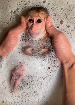 D0304003 Baby cute monkey (Part 2)