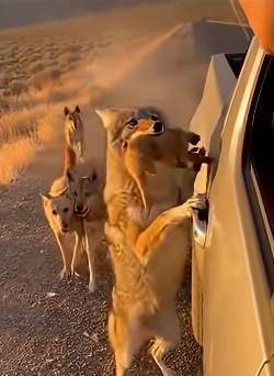 Z1804010 Your choice… or their life? (Part 2)