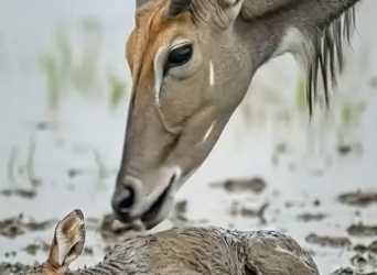 D0304004 Man Rescues Baby Deer Heartwarming Wildlife