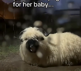 Q1804004 Your silence… or their suffering? (Part 2)