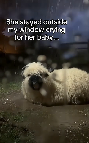 Q1804004 Your silence… or their suffering? (Part 2)