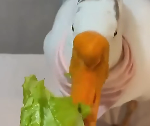 E1804011 Another purchase… or another heartbeat? (Part 2)