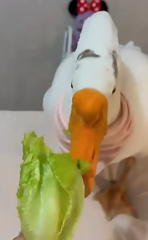 E1804011 Another purchase… or another heartbeat? (Part 2)