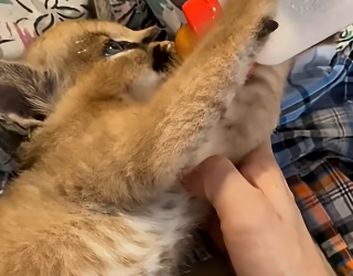 E1804012 Luxury cost… or life cost? (Part 2)