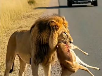 D0304007 Park Ranger Saves Trapped Deer Emotional Wildli