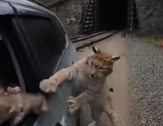 Z1804009 Your extra… or their only chance? (Part 2)