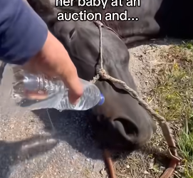 Q1604004 Rescue… or silence? (Part 2)