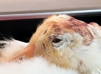 D2004007 They need help… you know it. (Part 2)