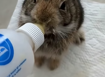 D2004008 They need saving… you see it. (Part 2)