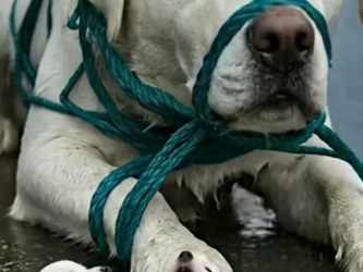 D0304010 Kind Woman Rescues Abandoned Mother Babies in He